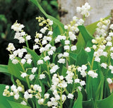 Muguet Absolute
