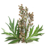 Mugwort Oil
