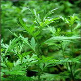 Laurel Berry Oil