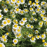 Chamomile Oil Yellow