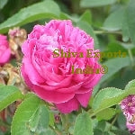 Rose Oil for soap, Candle, Perfumes