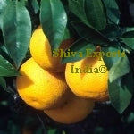 Orange Sweet Oil 5 Fold