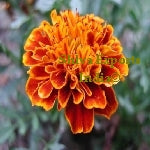 Tagetes Oil